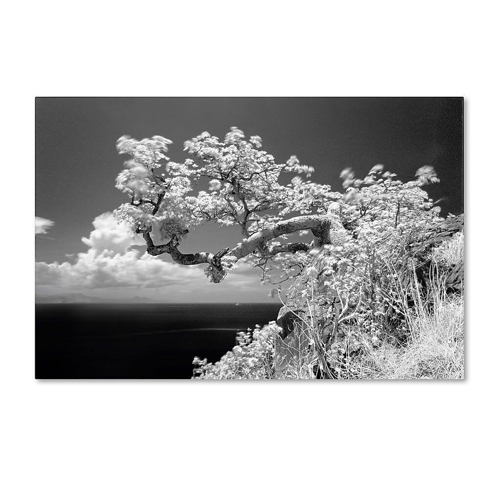 Trademark Fine Art 'Intimate' 16" x 24" Canvas Art