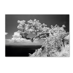 Trademark Fine Art 'Intimate' 16" x 24" Canvas Art