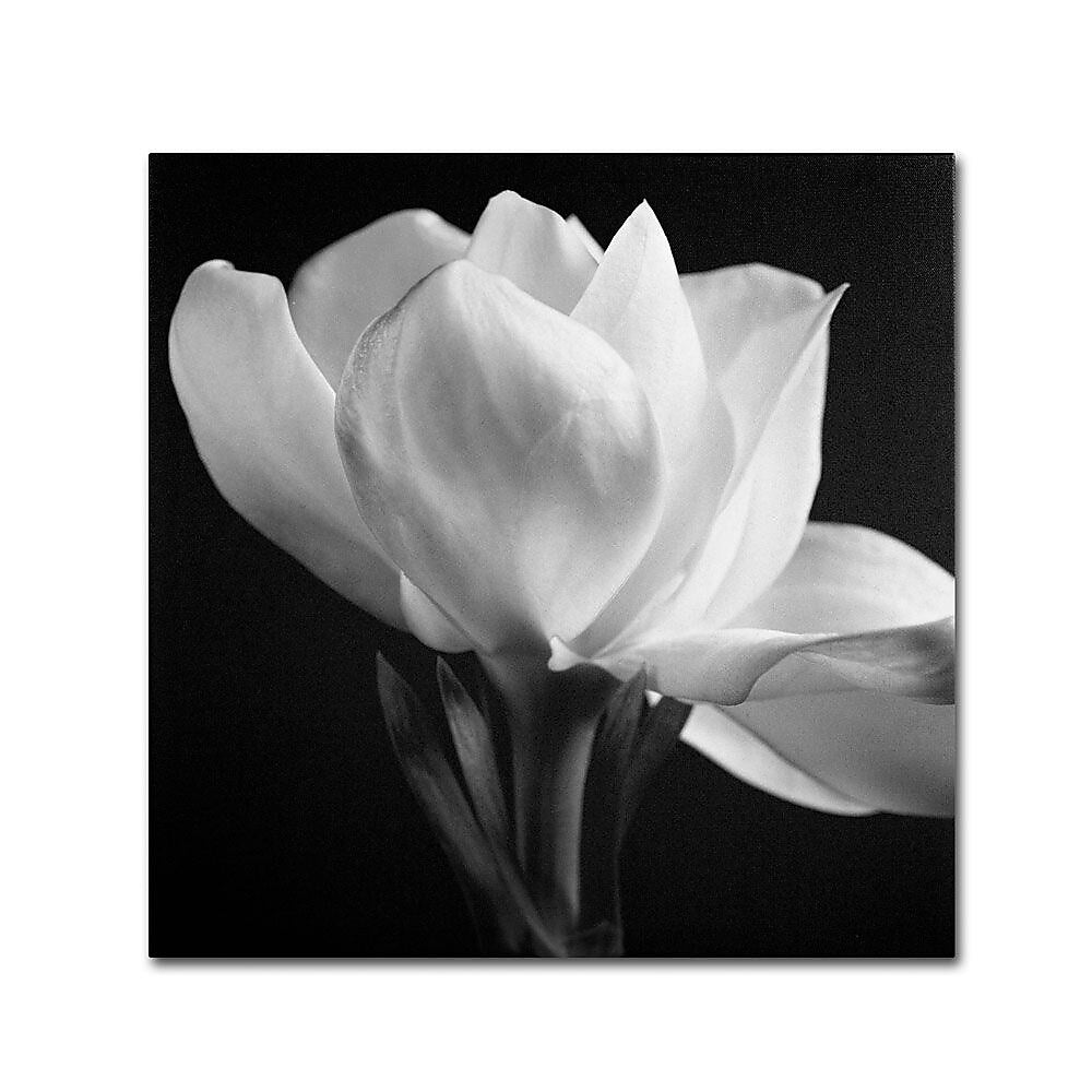 Trademark Fine Art 'Gardenia' 24" x 24" Canvas Art