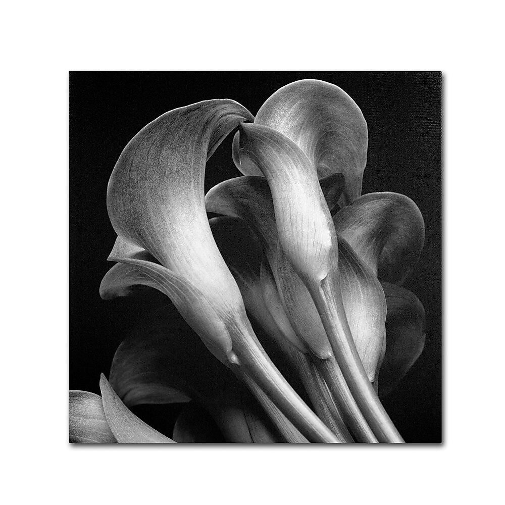 Trademark Fine Art 'Lillies' 14" x 14" Canvas Art