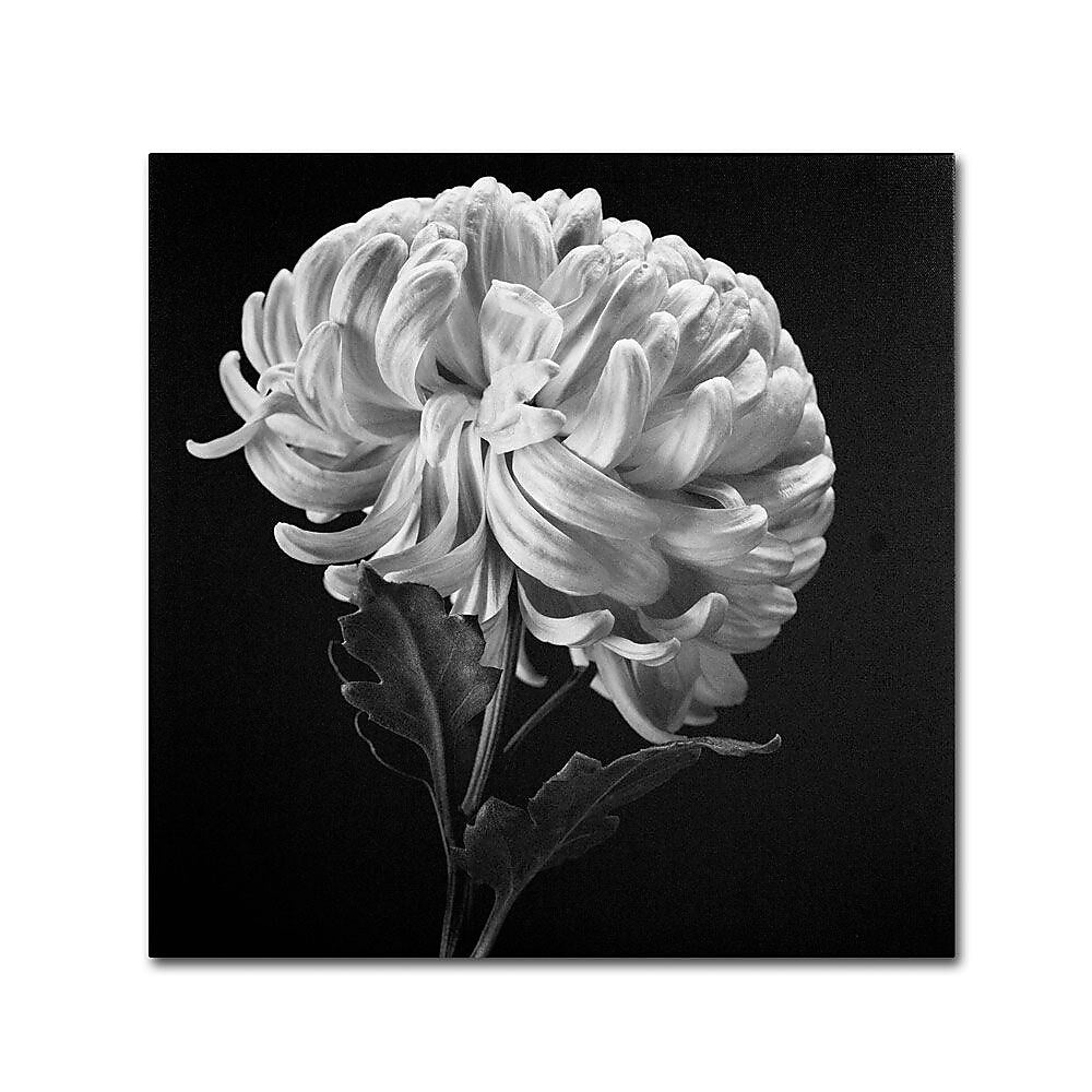 Trademark Fine Art 'Mum II' 14" x 14" Canvas Art