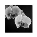Trademark Fine Art 'Orchids' 18" x 18" Canvas Art