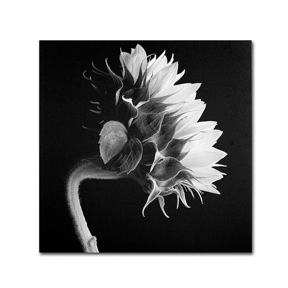 Trademark Fine Art 'Sunflower' 24" x 24" Canvas Art