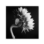 Trademark Fine Art 'Sunflower' 24" x 24" Canvas Art