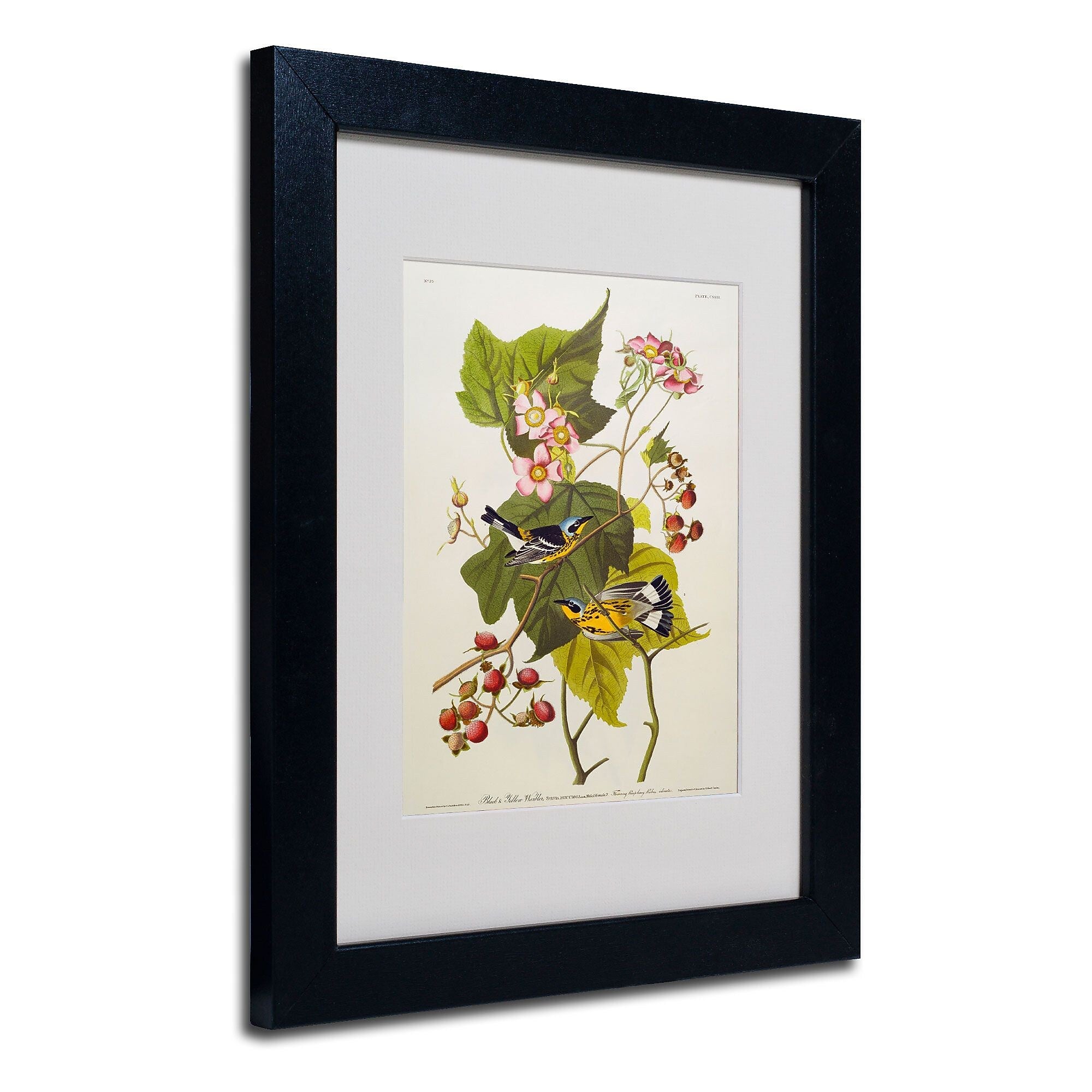 Trademark Fine Art 'Black and Yellow Warbler' 11" x 14" Black Frame Art