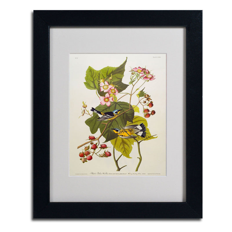 Trademark Fine Art 'Black and Yellow Warbler' 11" x 14" Black Frame Art
