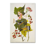 Trademark Fine Art 'Black and Yellow Warbler' 16" x 24" Canvas Art