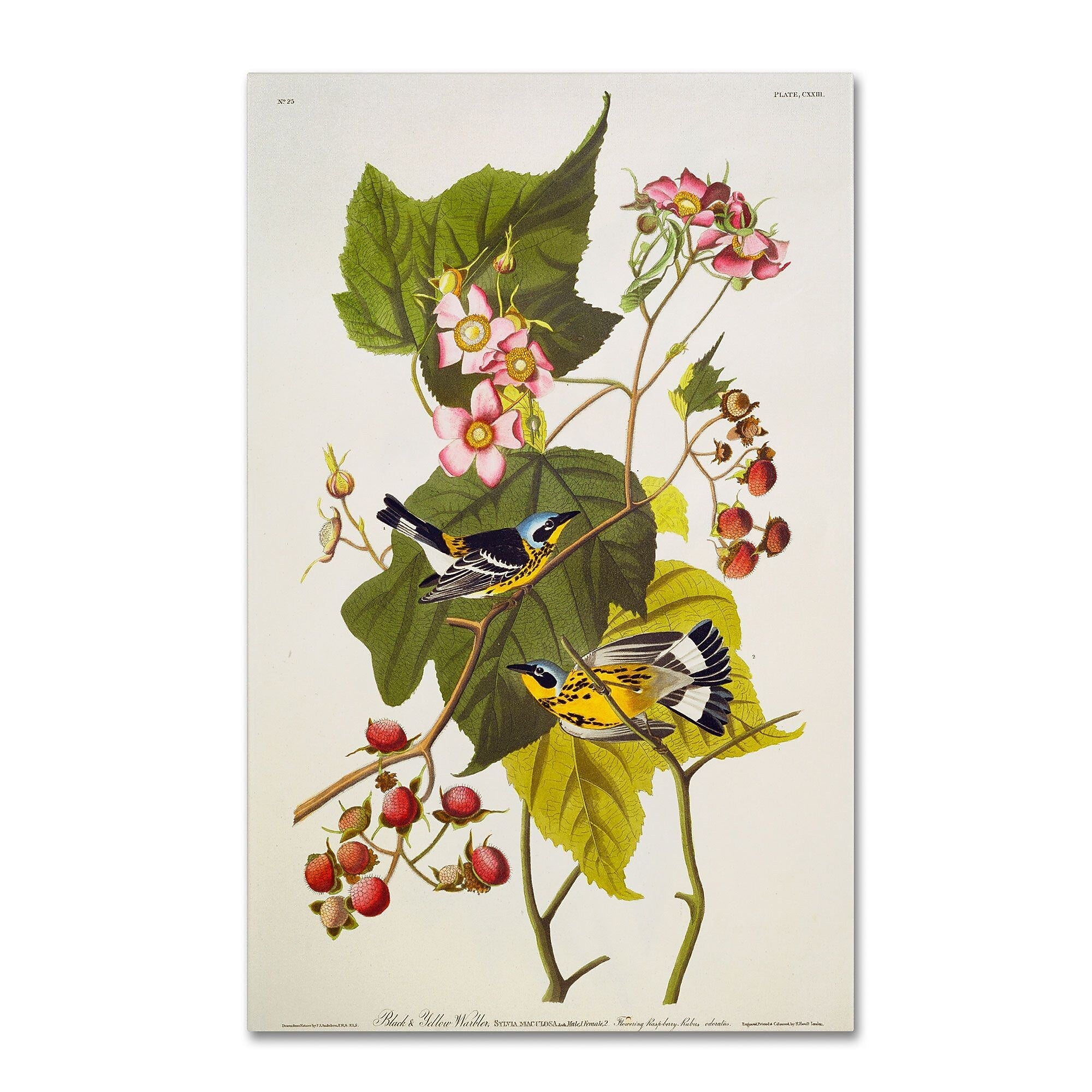 Trademark Fine Art 'Black and Yellow Warbler' 16" x 24" Canvas Art