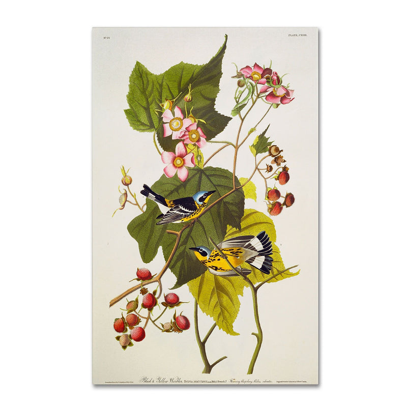Trademark Fine Art 'Black and Yellow Warbler' 16" x 24" Canvas Art