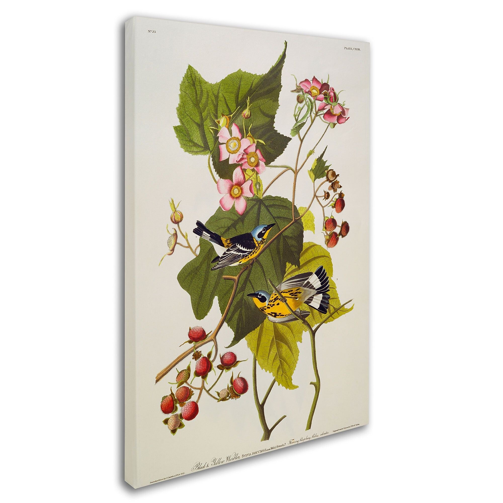 Trademark Fine Art 'Black and Yellow Warbler' 16" x 24" Canvas Art