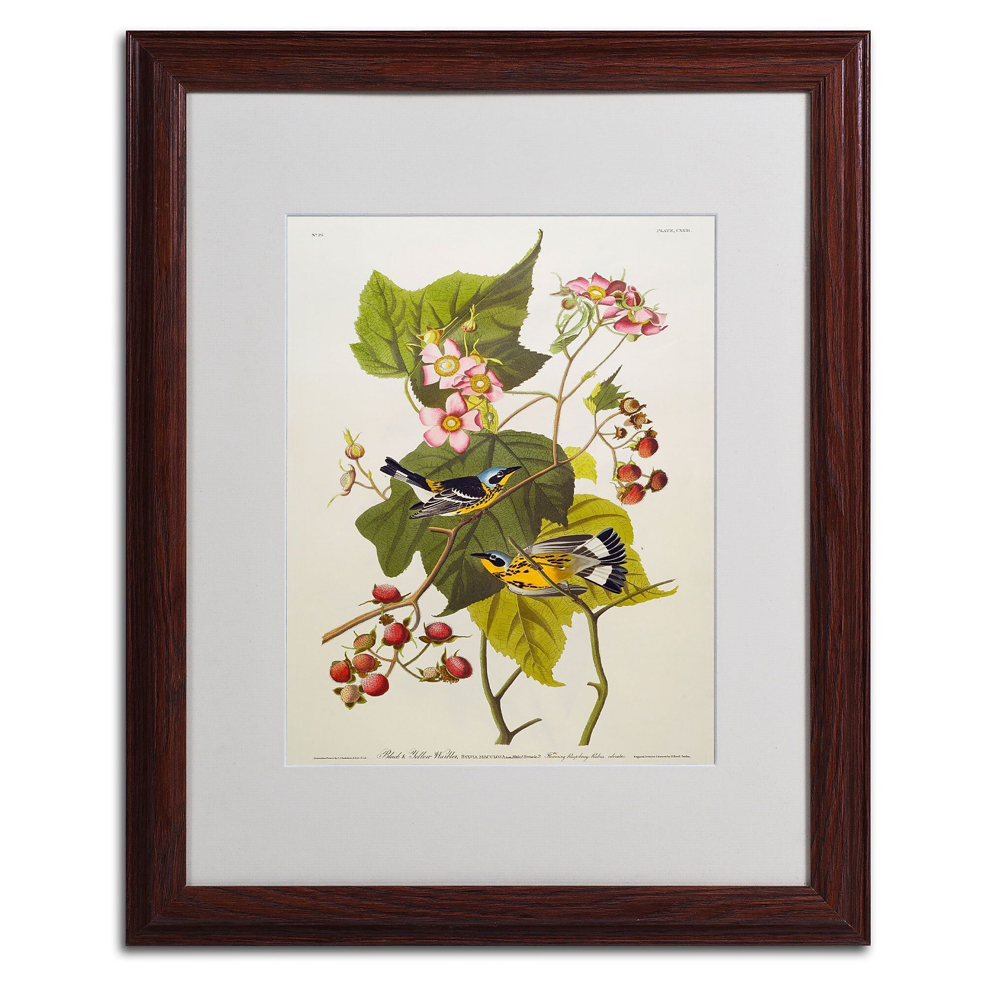 Trademark Fine Art 'Black and Yellow Warbler' 16" x 20" Wood Frame Art