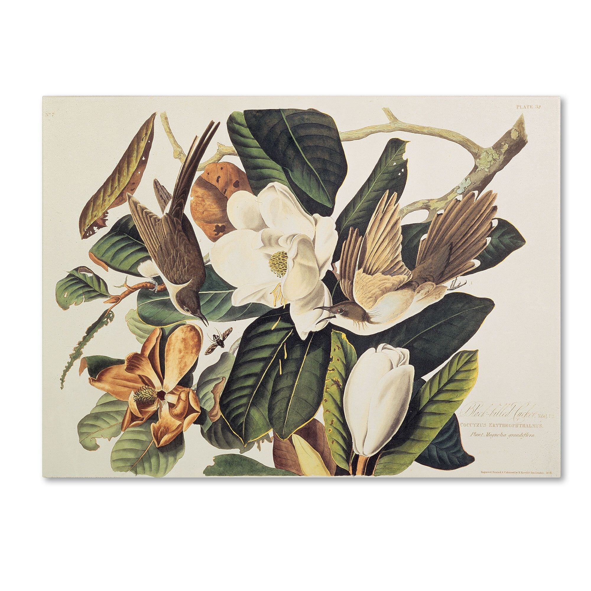 Trademark Fine Art 'Black-Billed Cuckoo' 22" x 32" Canvas Art