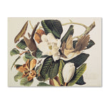 Trademark Fine Art 'Black-Billed Cuckoo' 18" x 24" Canvas Art