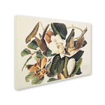 Trademark Fine Art 'Black-Billed Cuckoo' 35" x 47" Canvas Art