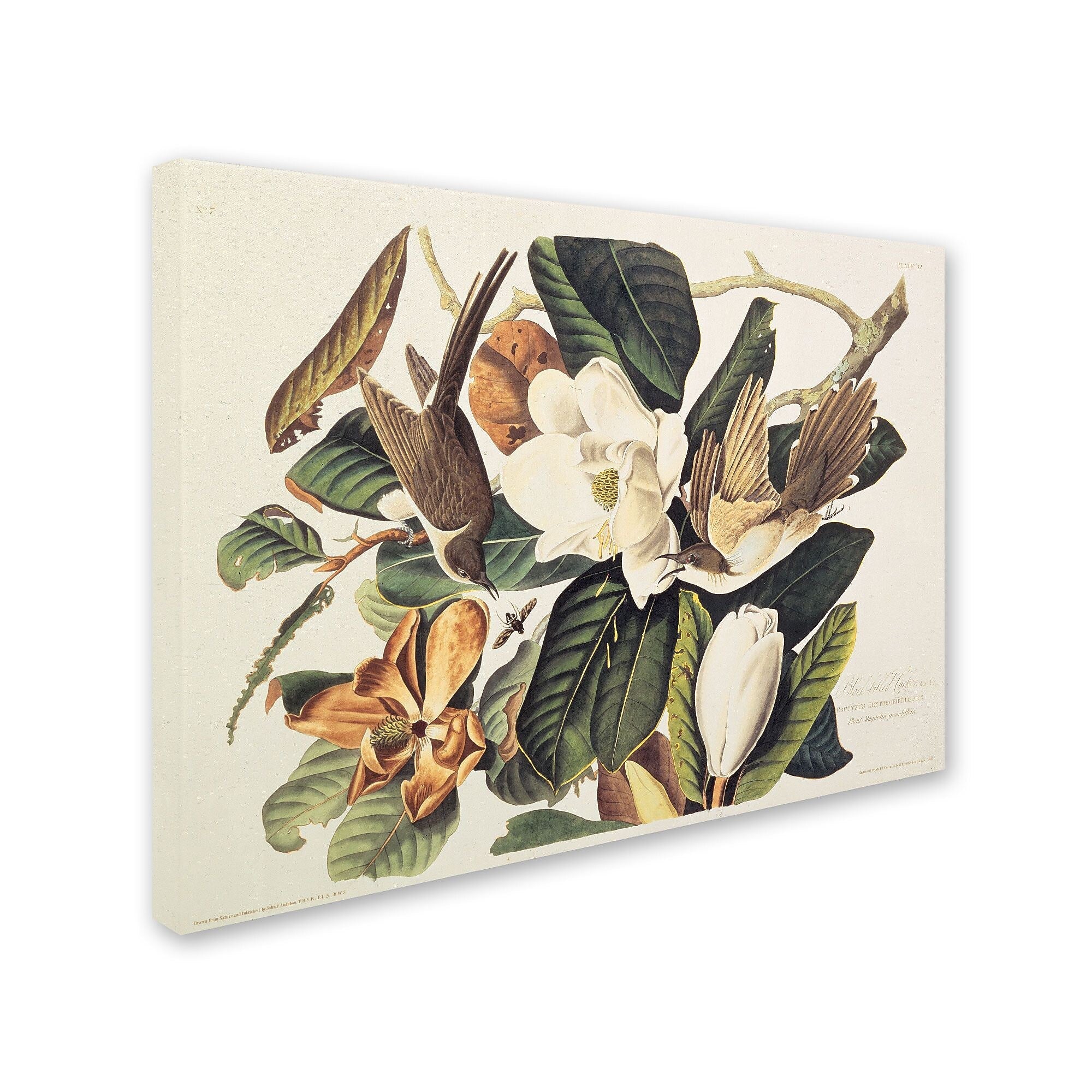 Trademark Fine Art 'Black-Billed Cuckoo' 18" x 24" Canvas Art
