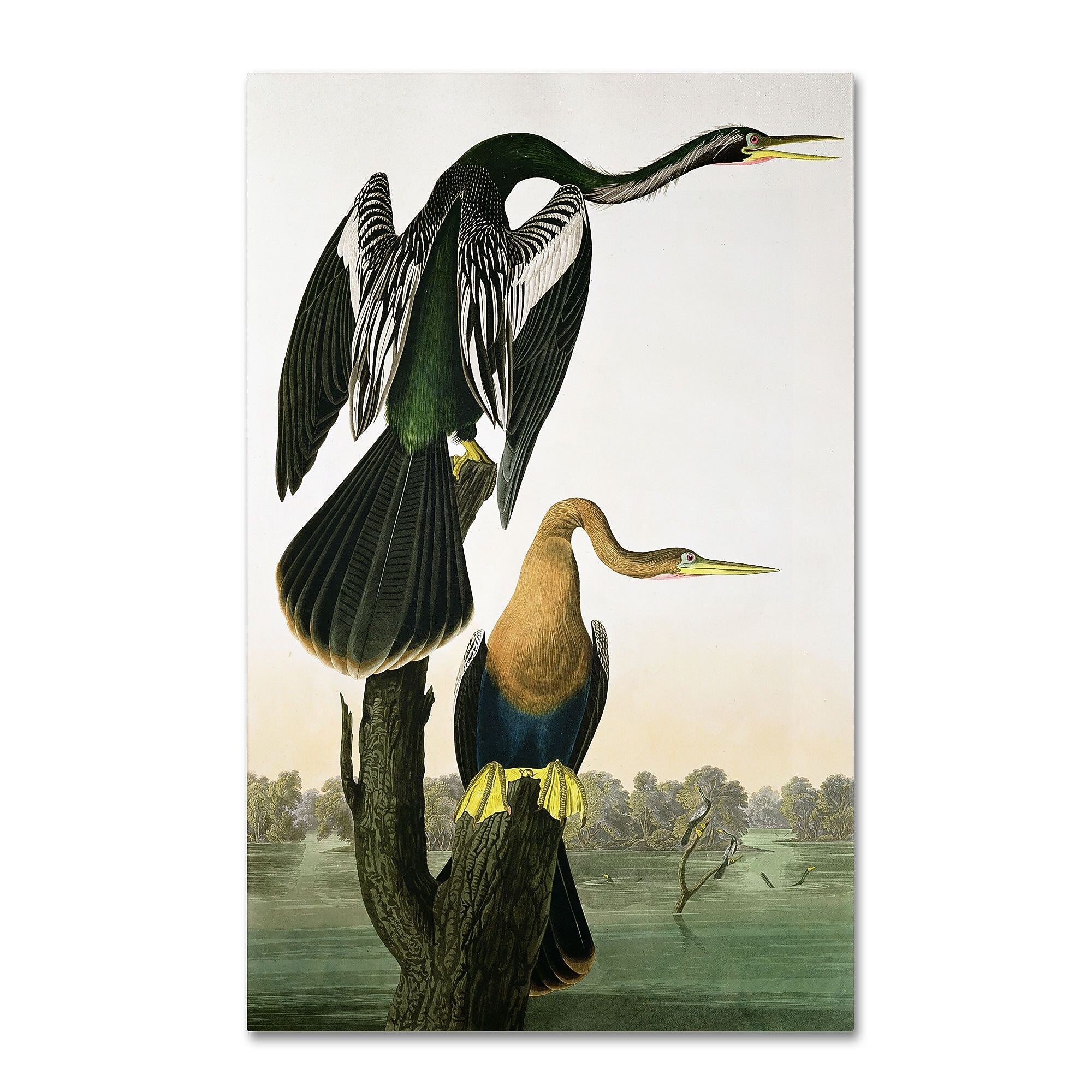 Trademark Fine Art 'Black-Billed Darter' 16" x 24" Canvas Art