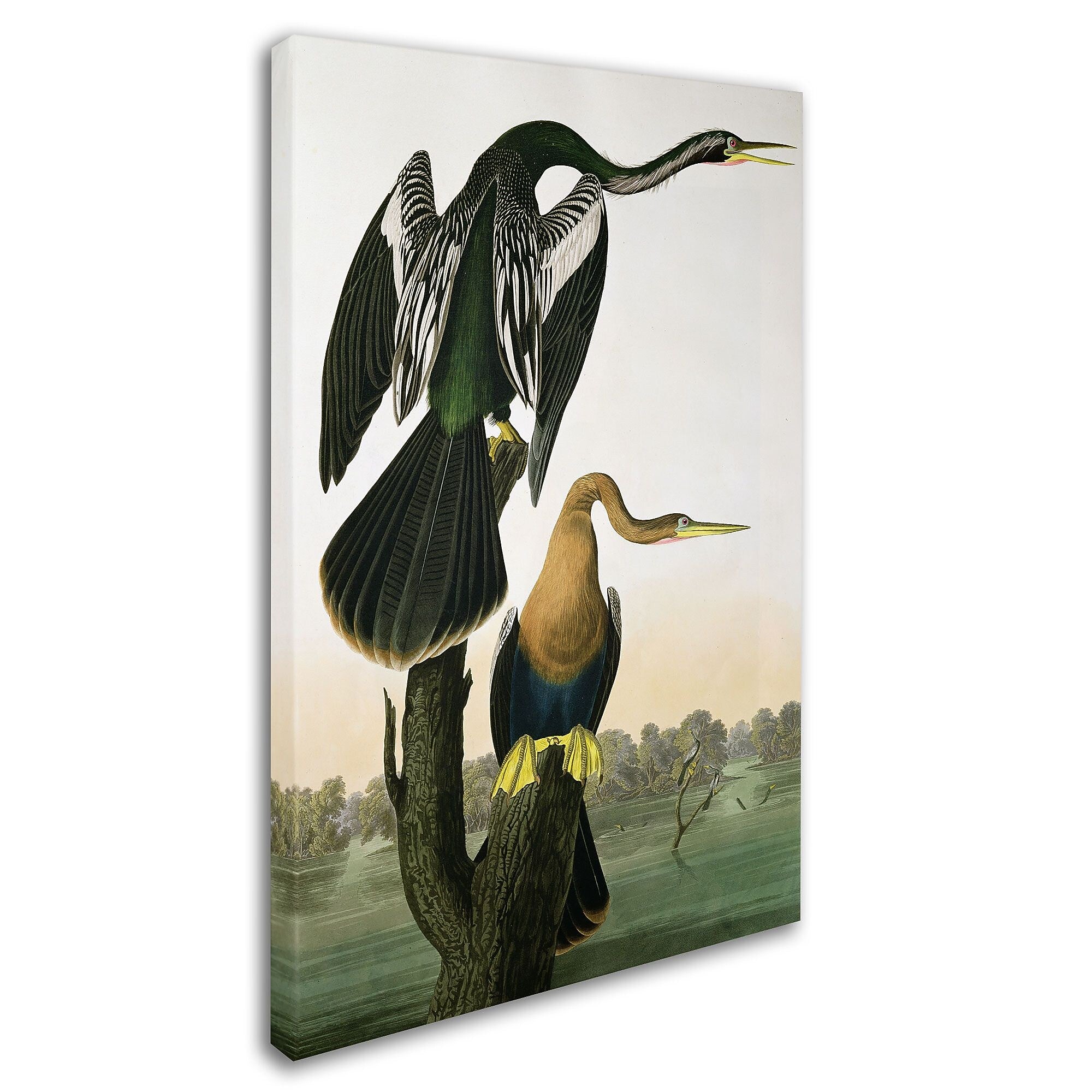 Trademark Fine Art 'Black-Billed Darter' 16" x 24" Canvas Art