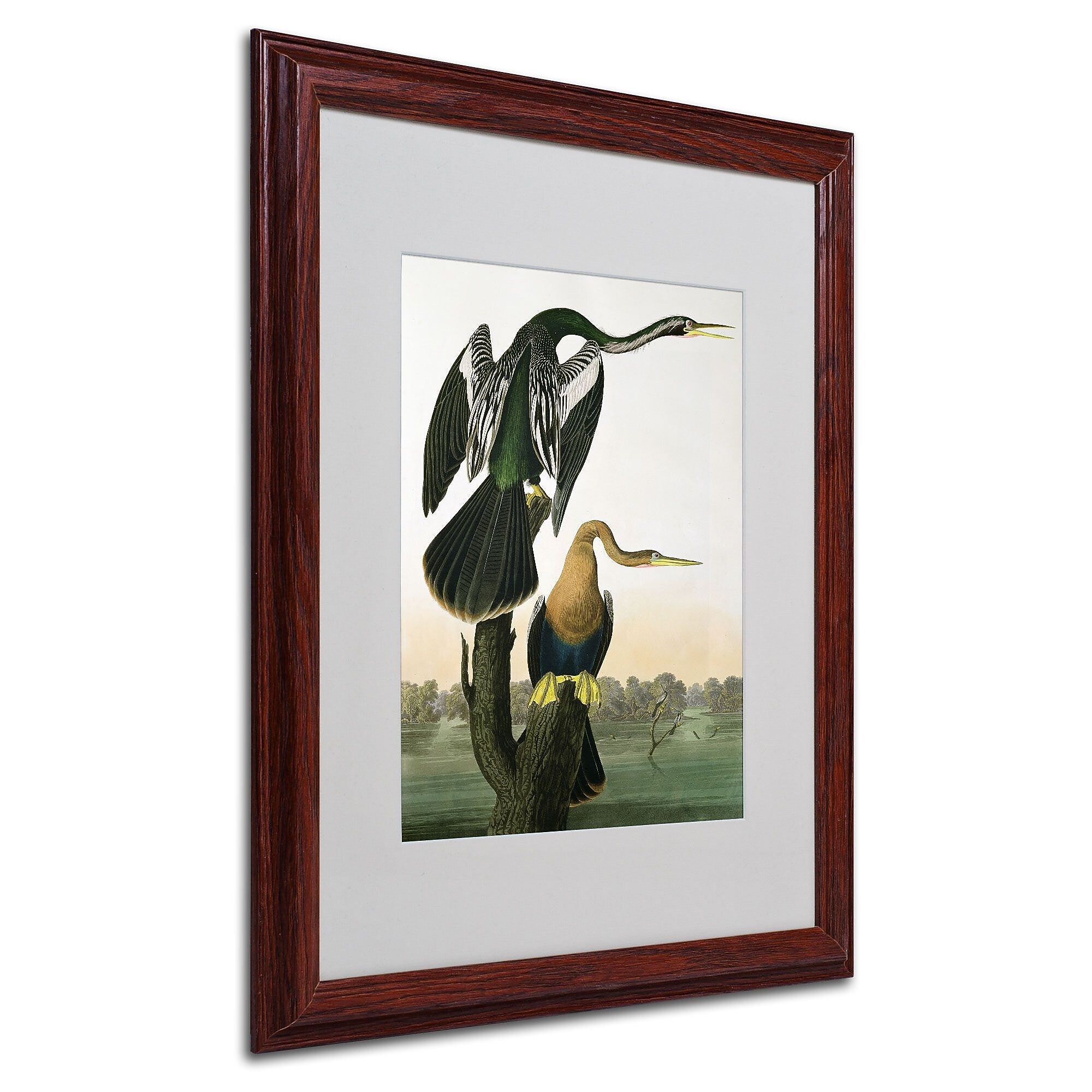 Trademark Fine Art 'Black-Billed Darter' 16" x 20" Wood Frame Art