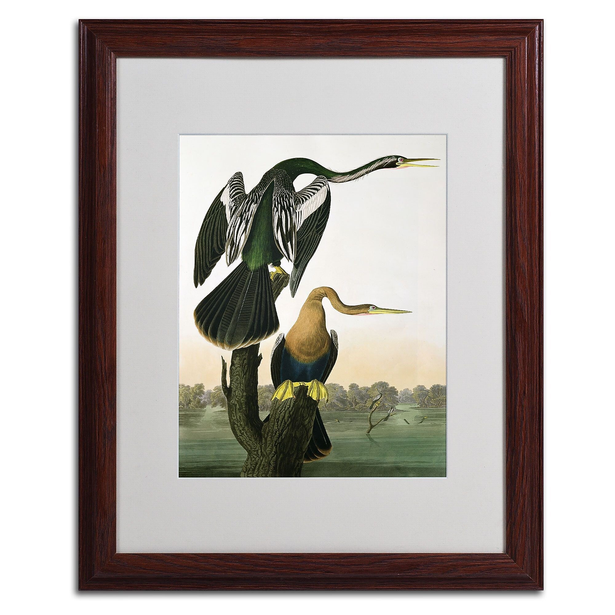 Trademark Fine Art 'Black-Billed Darter' 16" x 20" Wood Frame Art