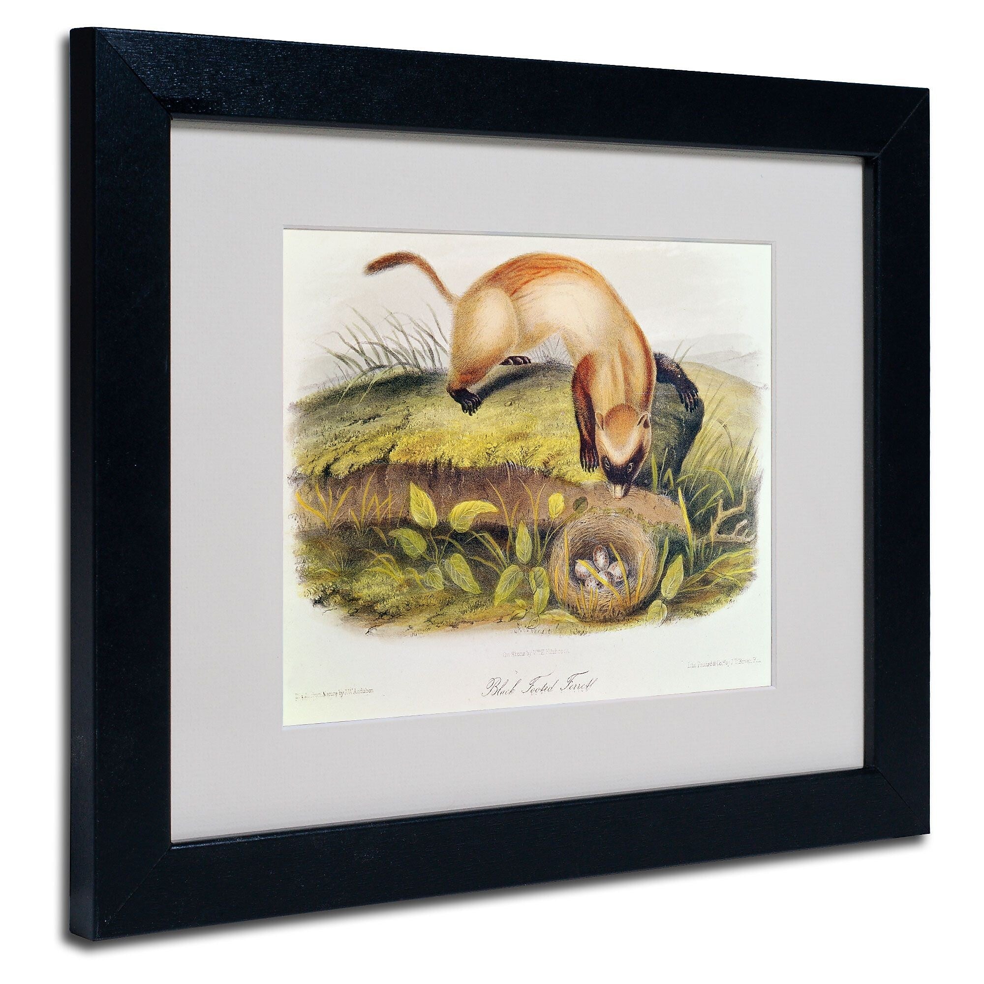 Trademark Fine Art 'Black-Footed Ferret' 11" x 14" Black Frame Art