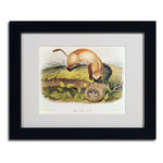 Trademark Fine Art 'Black-Footed Ferret' 11" x 14" Black Frame Art