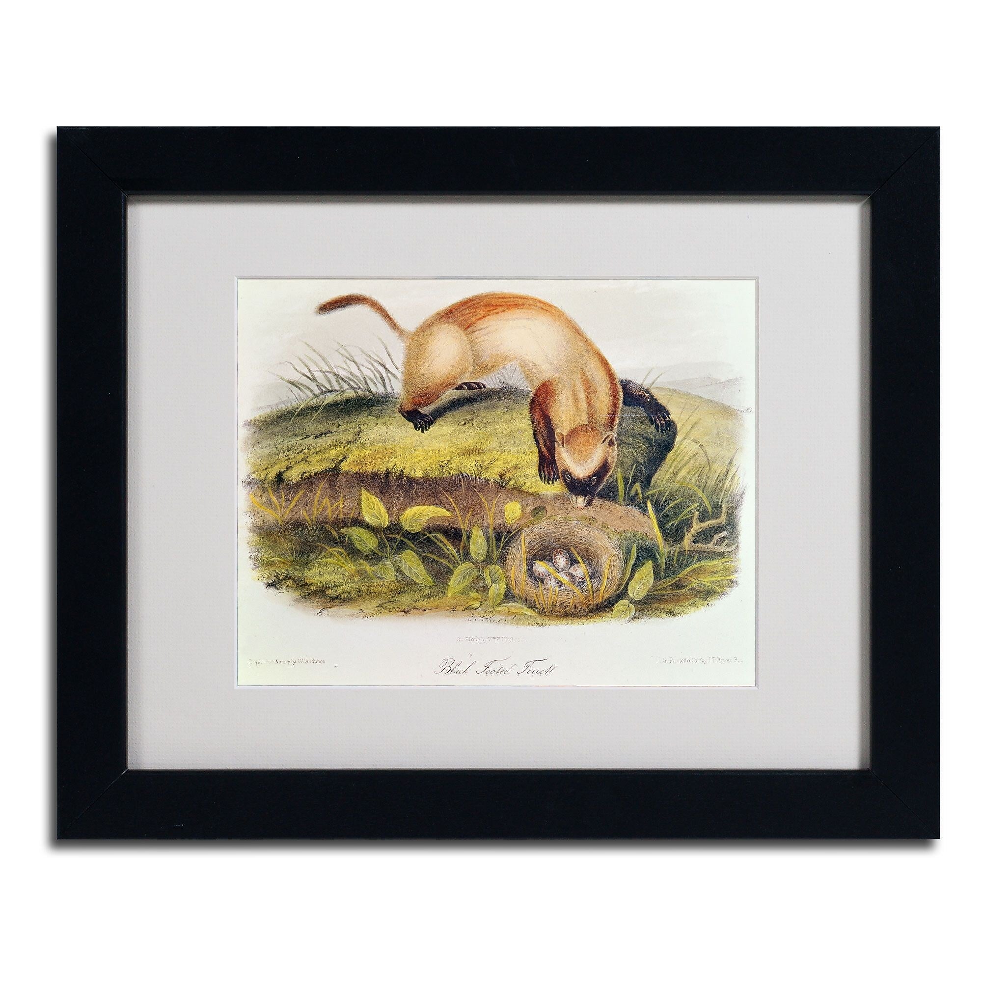 Trademark Fine Art 'Black-Footed Ferret' 11" x 14" Black Frame Art