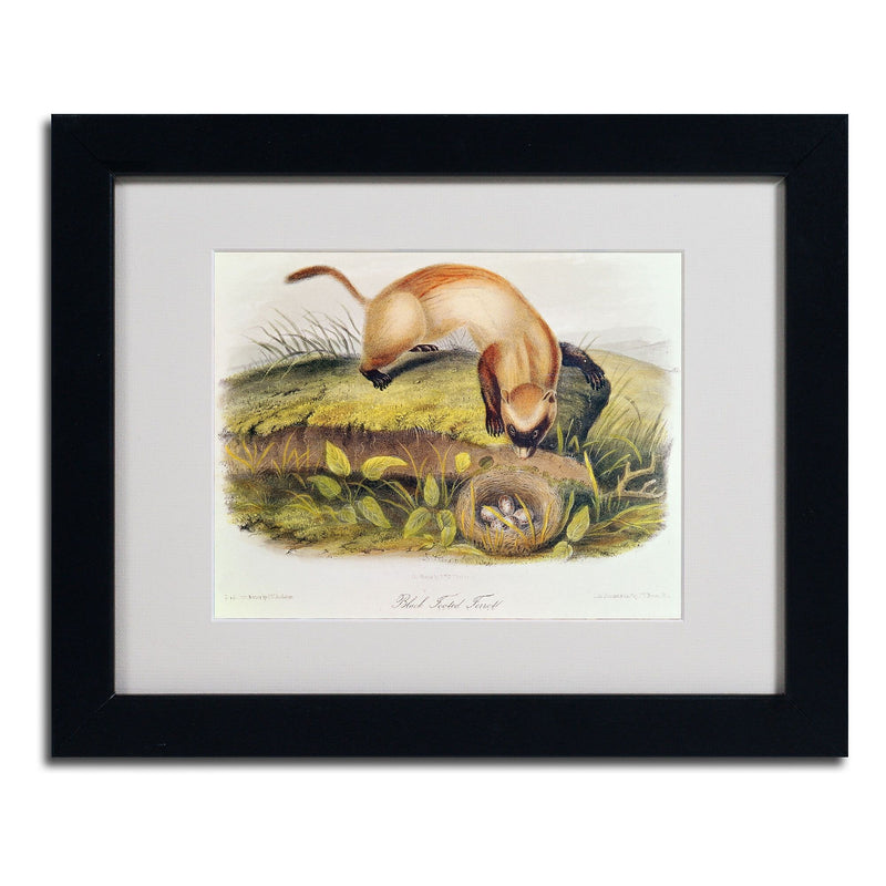 Trademark Fine Art 'Black-Footed Ferret' 11" x 14" Black Frame Art