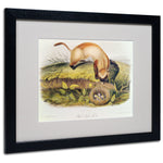 Trademark Fine Art 'Black-Footed Ferret' 16" x 20" Black Frame Art