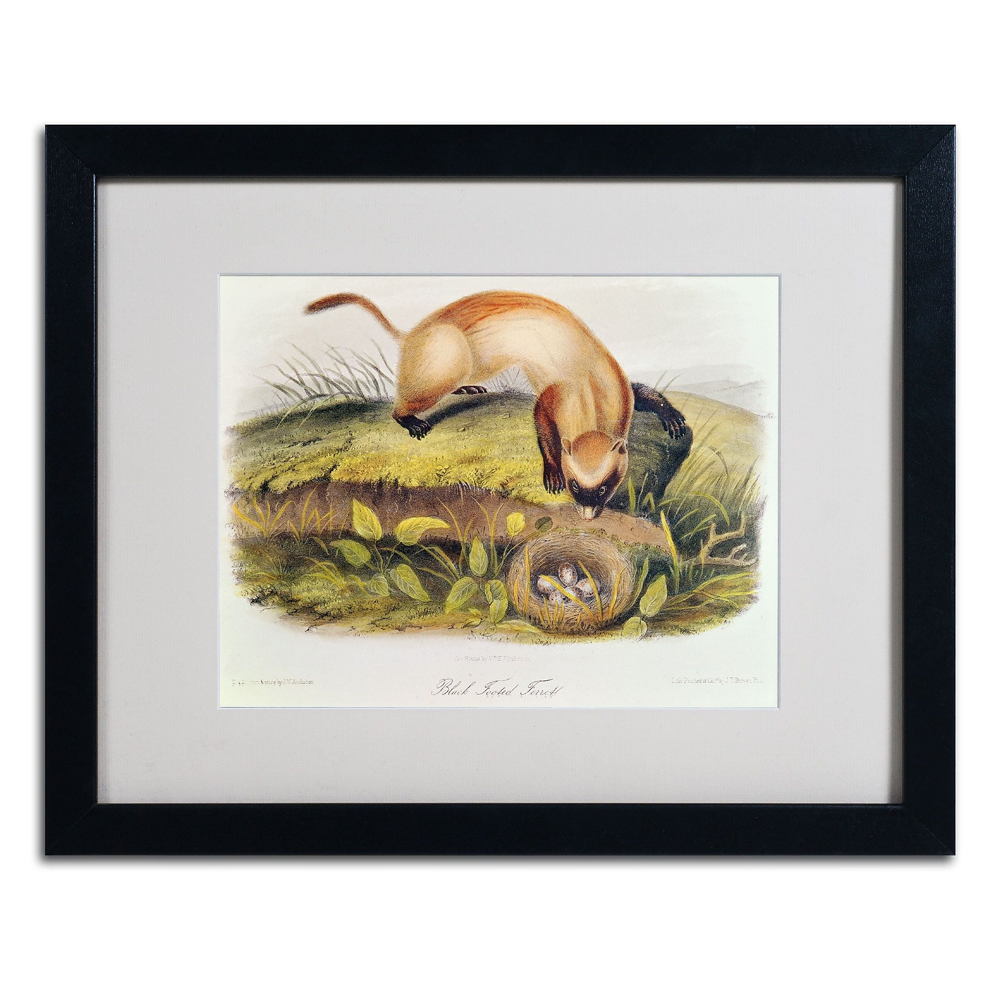 Trademark Fine Art 'Black-Footed Ferret' 16" x 20" Black Frame Art