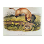 Trademark Fine Art 'Black-Footed Ferret' 22" x 32" Canvas Art