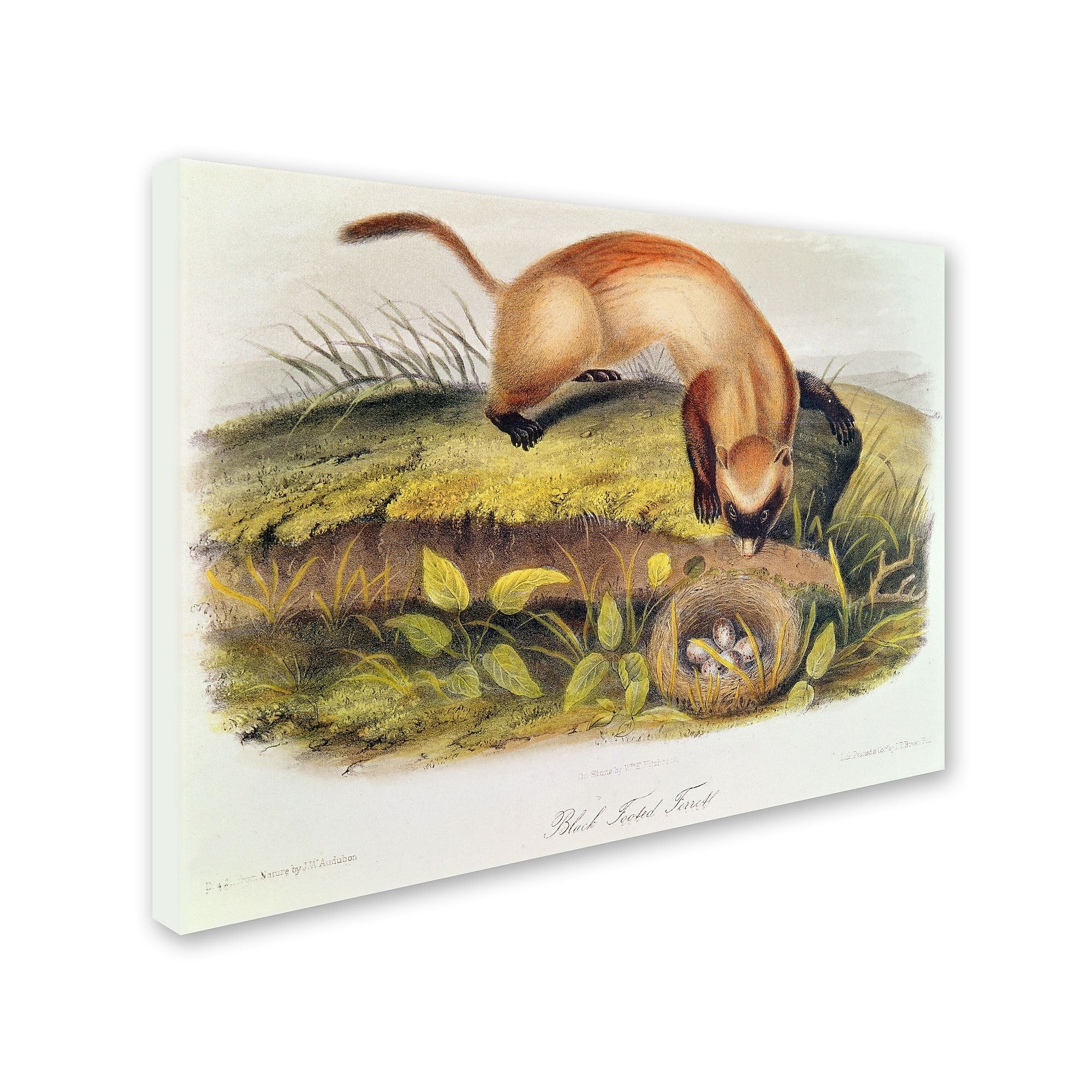 Trademark Fine Art 'Black-Footed Ferret' 22" x 32" Canvas Art