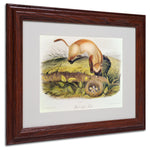 Trademark Fine Art 'Black-Footed Ferret' 11" x 14" Wood Frame Art