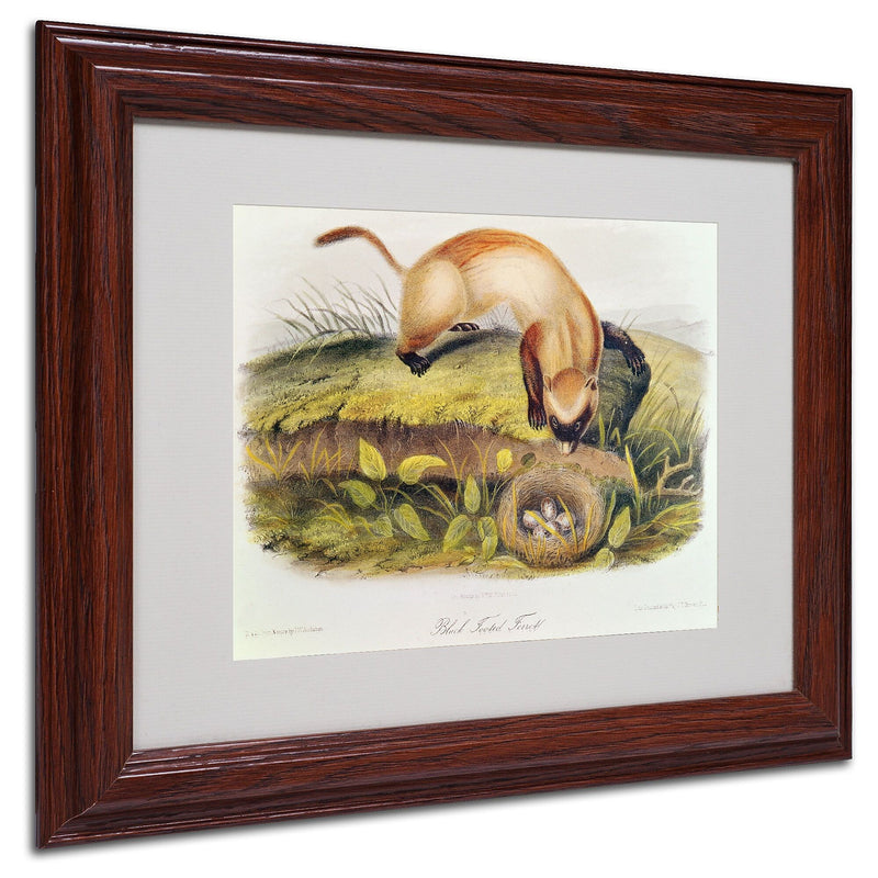 Trademark Fine Art 'Black-Footed Ferret' 11" x 14" Wood Frame Art