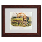 Trademark Fine Art 'Black-Footed Ferret' 11" x 14" Wood Frame Art