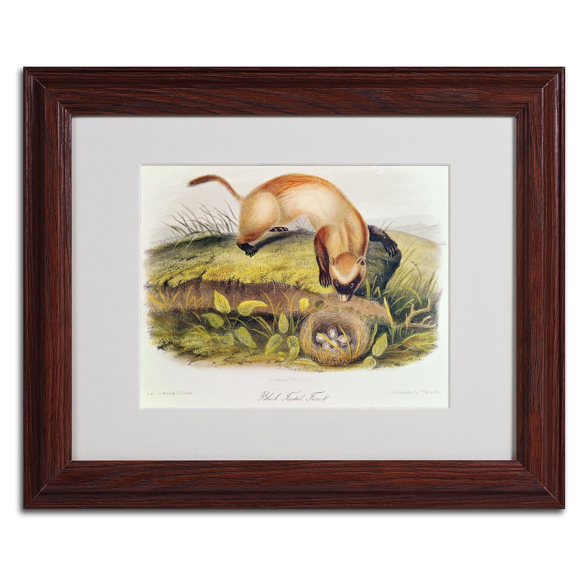 Trademark Fine Art 'Black-Footed Ferret' 11" x 14" Wood Frame Art