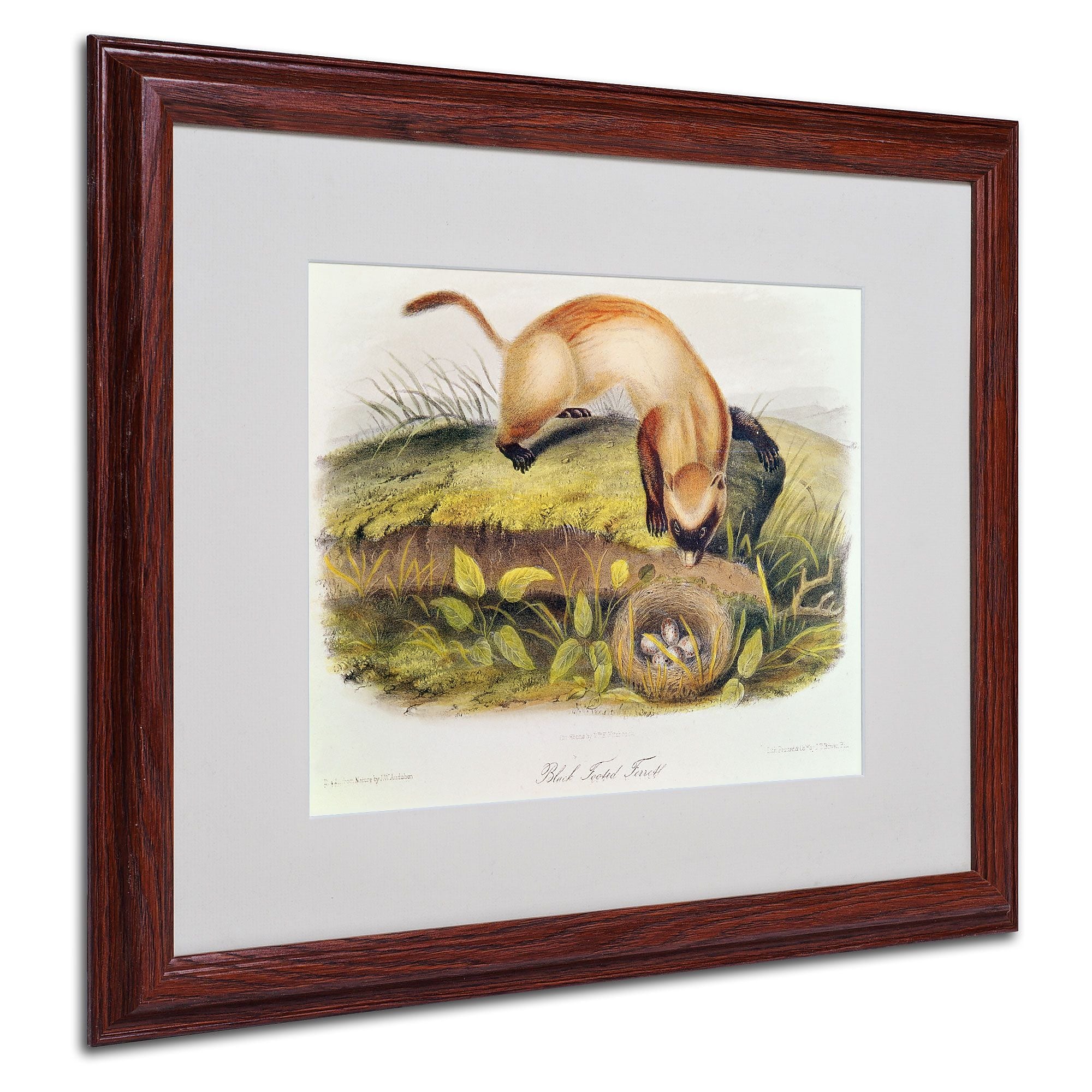 Trademark Fine Art 'Black-Footed Ferret' 16" x 20" Wood Frame Art