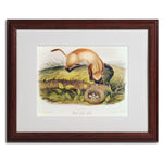Trademark Fine Art 'Black-Footed Ferret' 16" x 20" Wood Frame Art