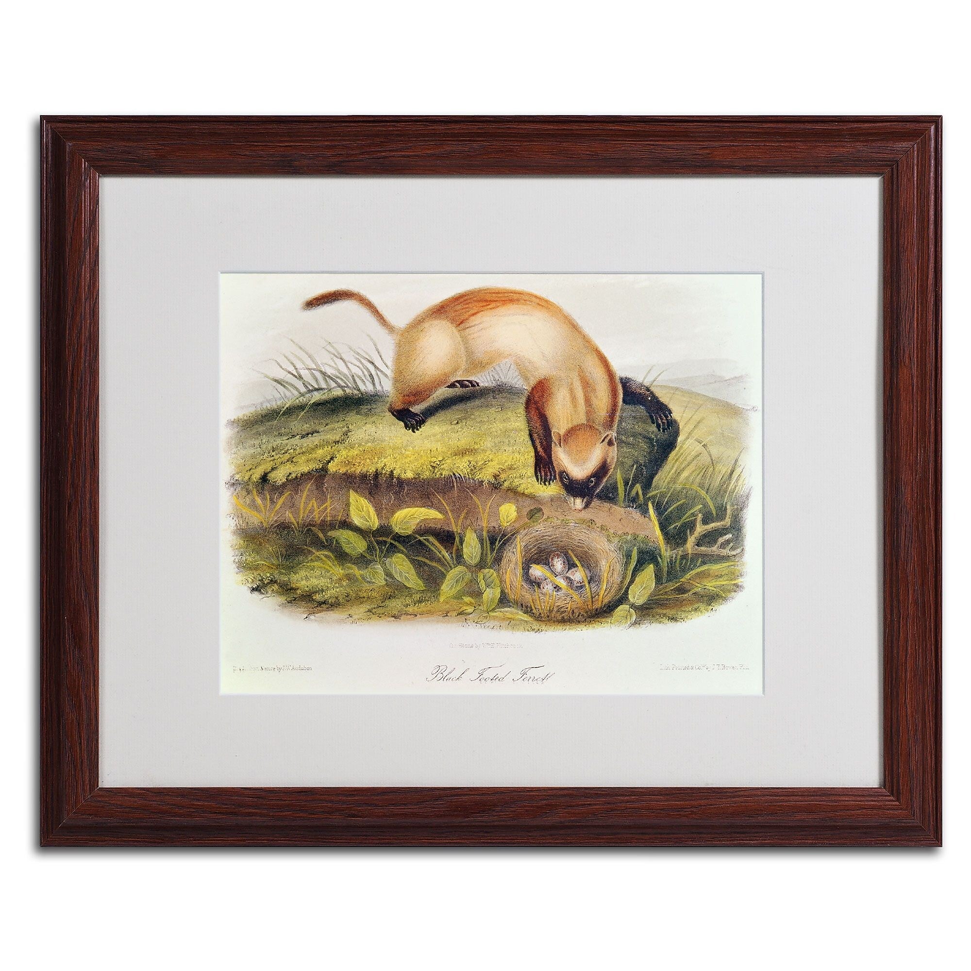 Trademark Fine Art 'Black-Footed Ferret' 16" x 20" Wood Frame Art
