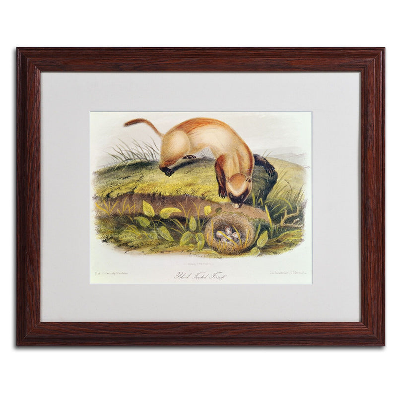 Trademark Fine Art 'Black-Footed Ferret' 16" x 20" Wood Frame Art