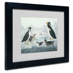 Trademark Fine Art 'Black-Throated Guillemot' 11" x 14" Black Frame Art