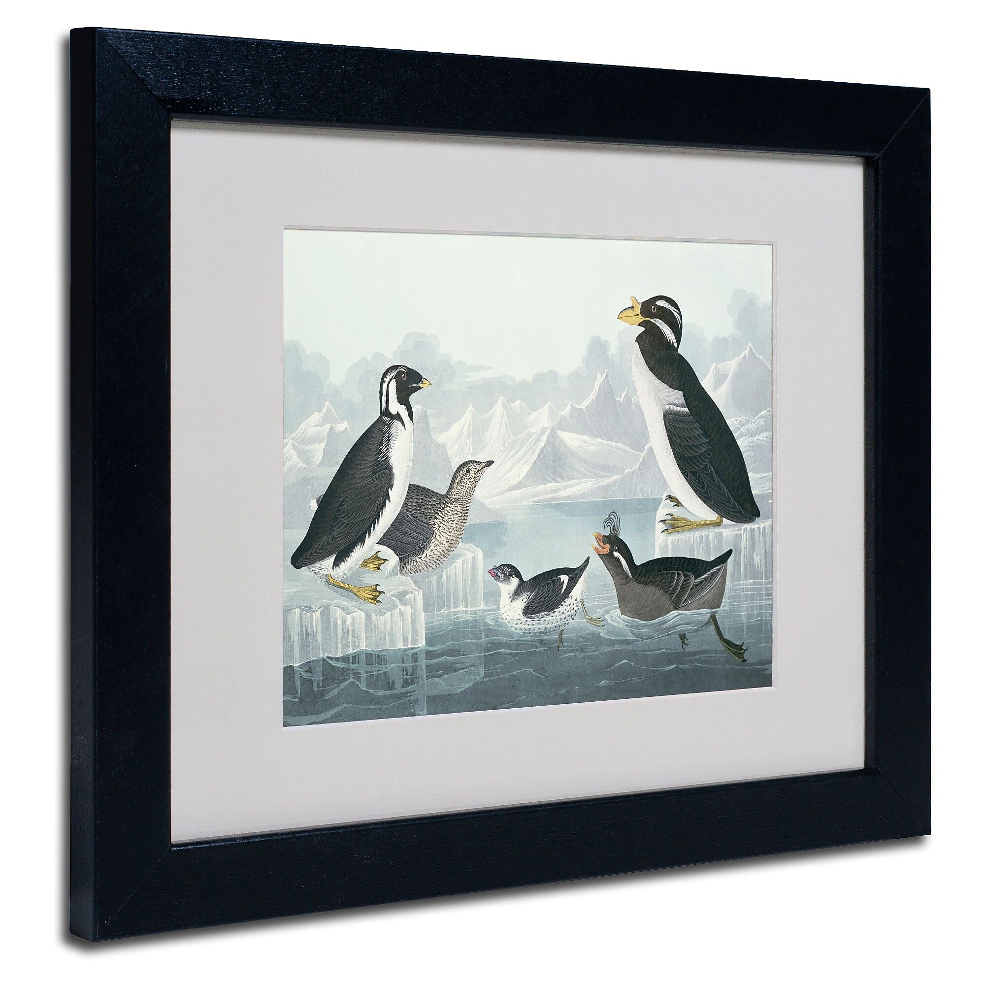 Trademark Fine Art 'Black-Throated Guillemot' 11" x 14" Black Frame Art