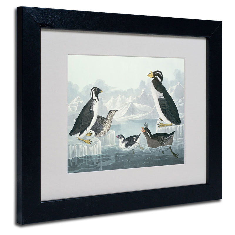 Trademark Fine Art 'Black-Throated Guillemot' 11" x 14" Black Frame Art