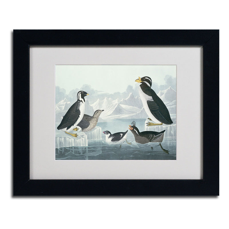 Trademark Fine Art 'Black-Throated Guillemot' 11" x 14" Black Frame Art