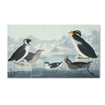 Trademark Fine Art 'Black-Throated Guillemot' 18" x 32" Canvas Art
