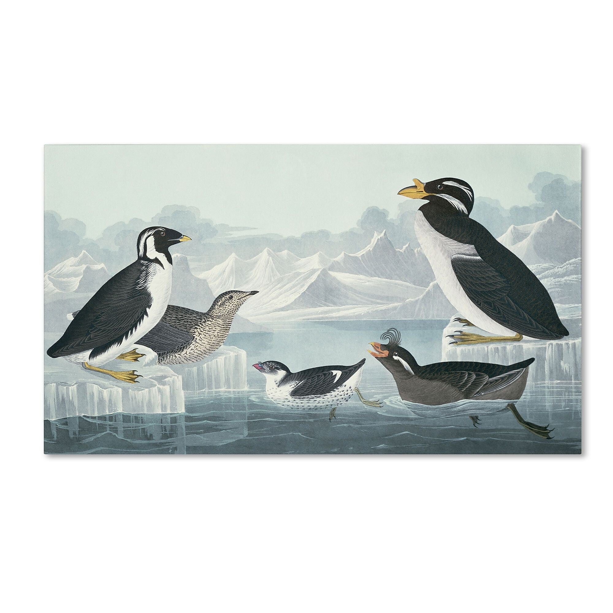 Trademark Fine Art 'Black-Throated Guillemot' 10" x 19" Canvas Art