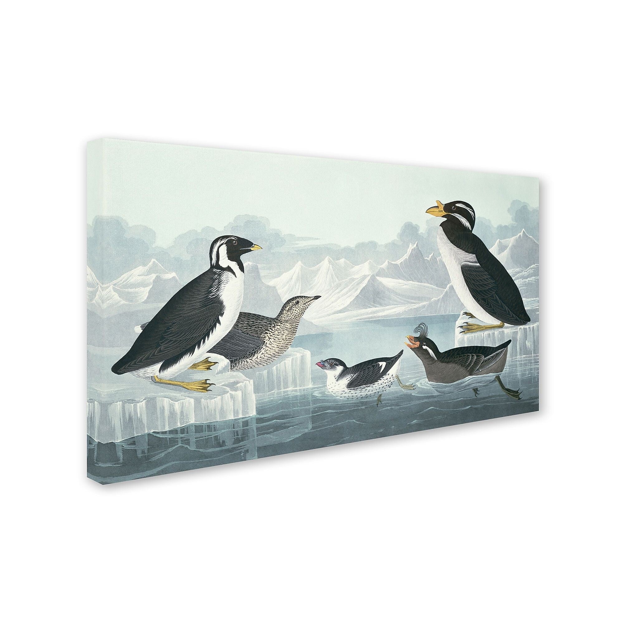 Trademark Fine Art 'Black-Throated Guillemot' 10" x 19" Canvas Art