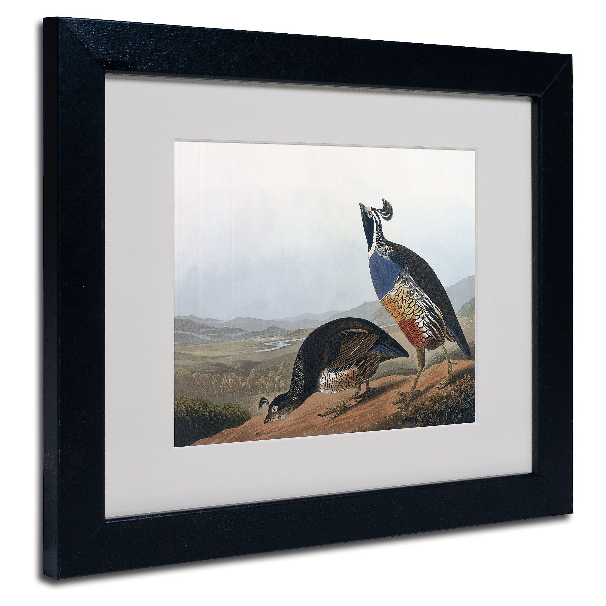 Trademark Fine Art 'Californian Partridge' 11" x 14" Black Frame Art