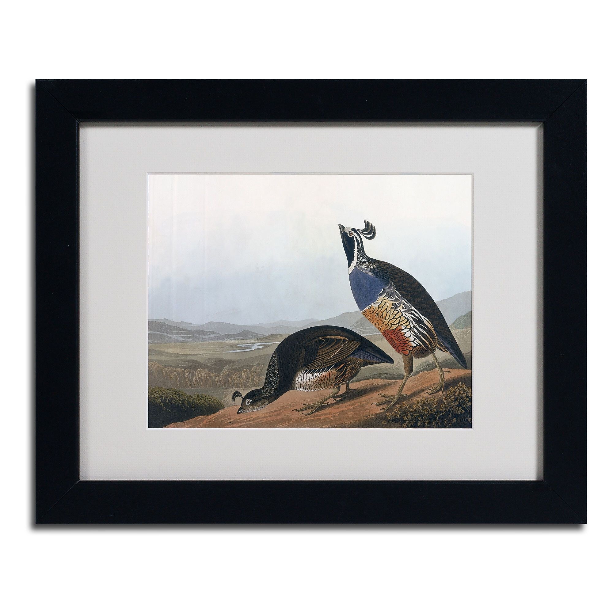 Trademark Fine Art 'Californian Partridge' 11" x 14" Black Frame Art