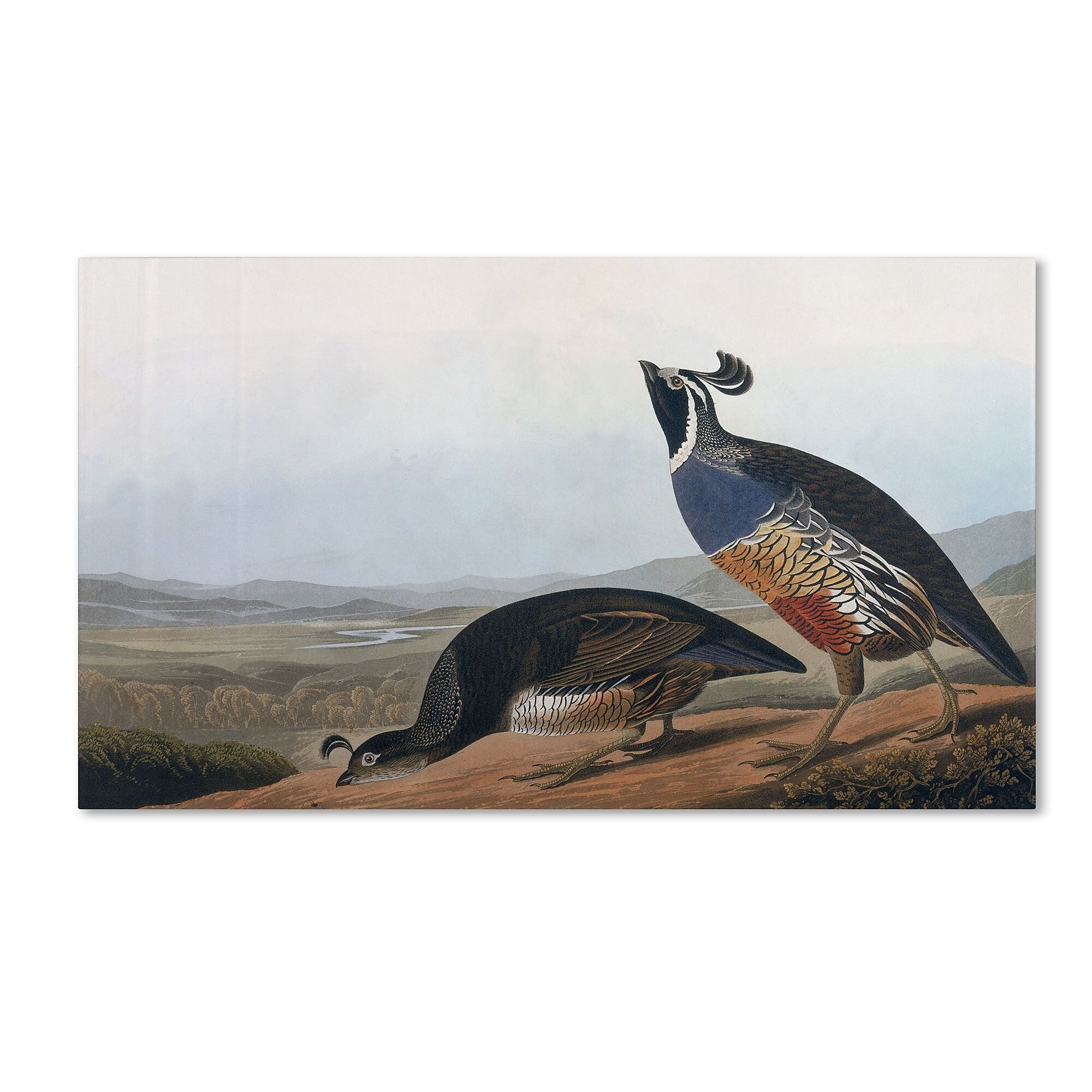 Trademark Fine Art 'Californian Partridge' 30" x 47" Canvas Art