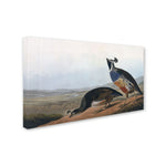 Trademark Fine Art 'Californian Partridge' 30" x 47" Canvas Art